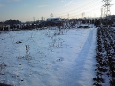 畑の雪１.jpg