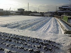 畑の雪.jpg
