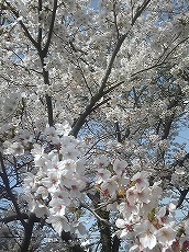 桜２０１１.jpg