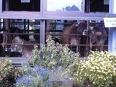 飯田牧場１.jpg